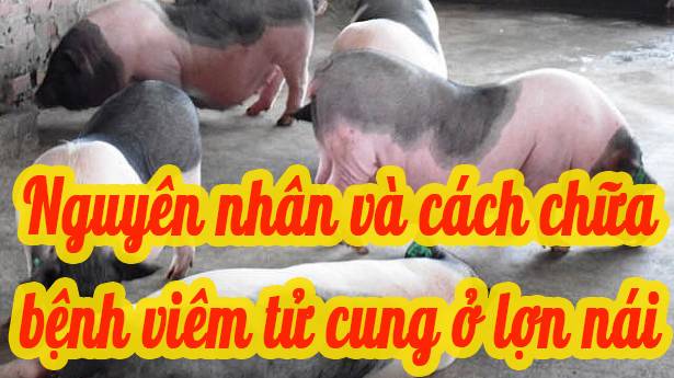 Nguyên nhân và cách chữa trị bệnh viêm tử cung ở lợn nái