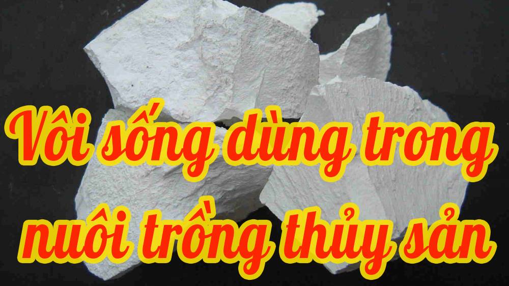 Vôi sống dùng trong nuôi trồng thủy sản