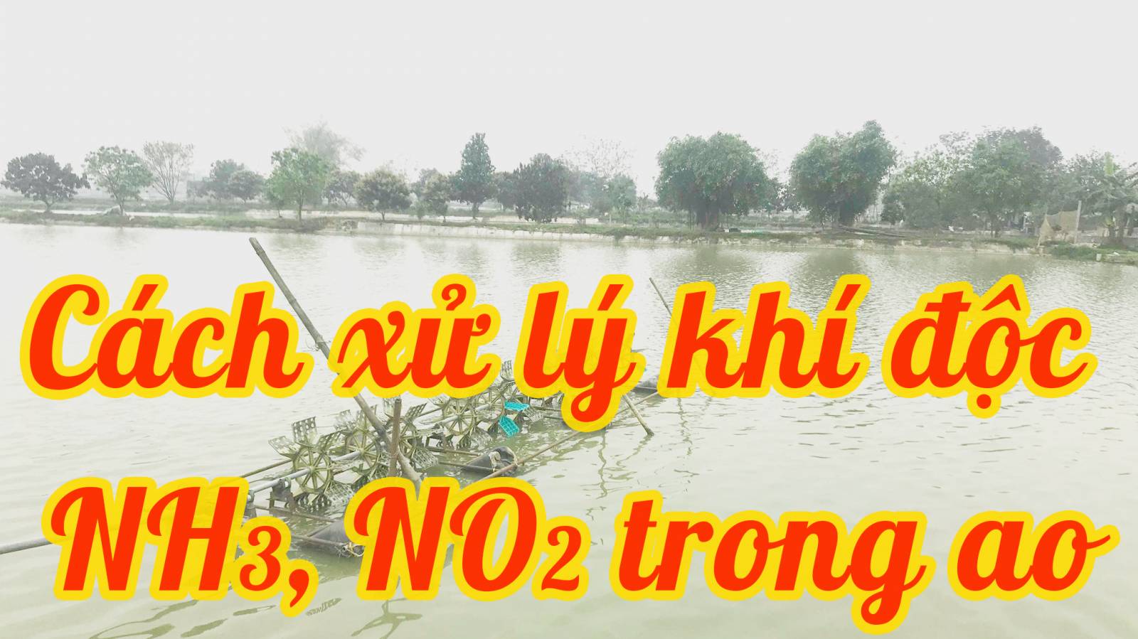 Nguồn gốc và cách xử lý khí độc NO2, NH3 trong ao nuôi