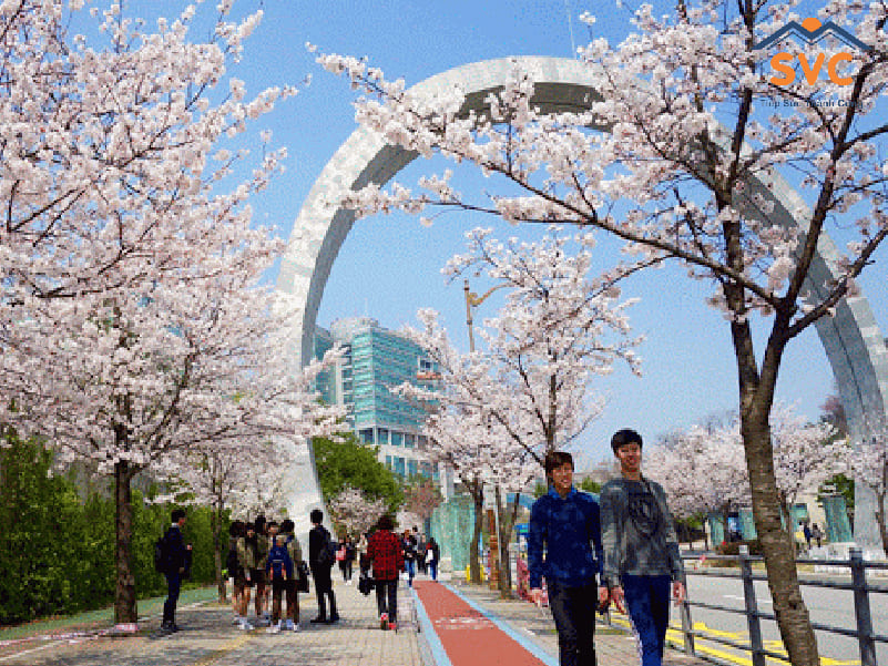 Học tập tại các trường hệ cao đẳng Hàn