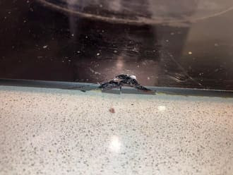 thay mặt kính bếp Domino giá rẻ_bán kính bếp domino các loại