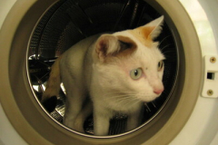 Sửa máy giặt Electrolux tại phố Hàng bông mở cửa Liên tục 24/7