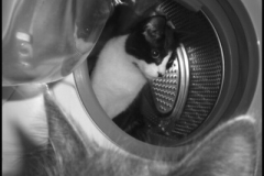 Sửa máy giặt Electrolux tại Kim đồng giá rẻ Hà nội 15p là Có