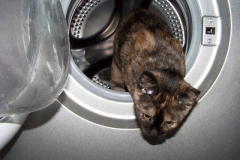 Sửa máy giặt Electrolux tại quốc lộ 32, Dịch vụ sửa tại nhà 24/7