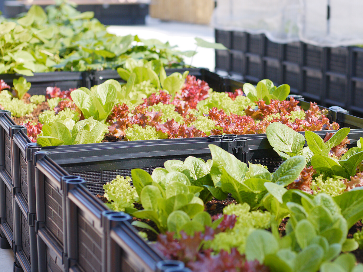 Fresh Vegetable