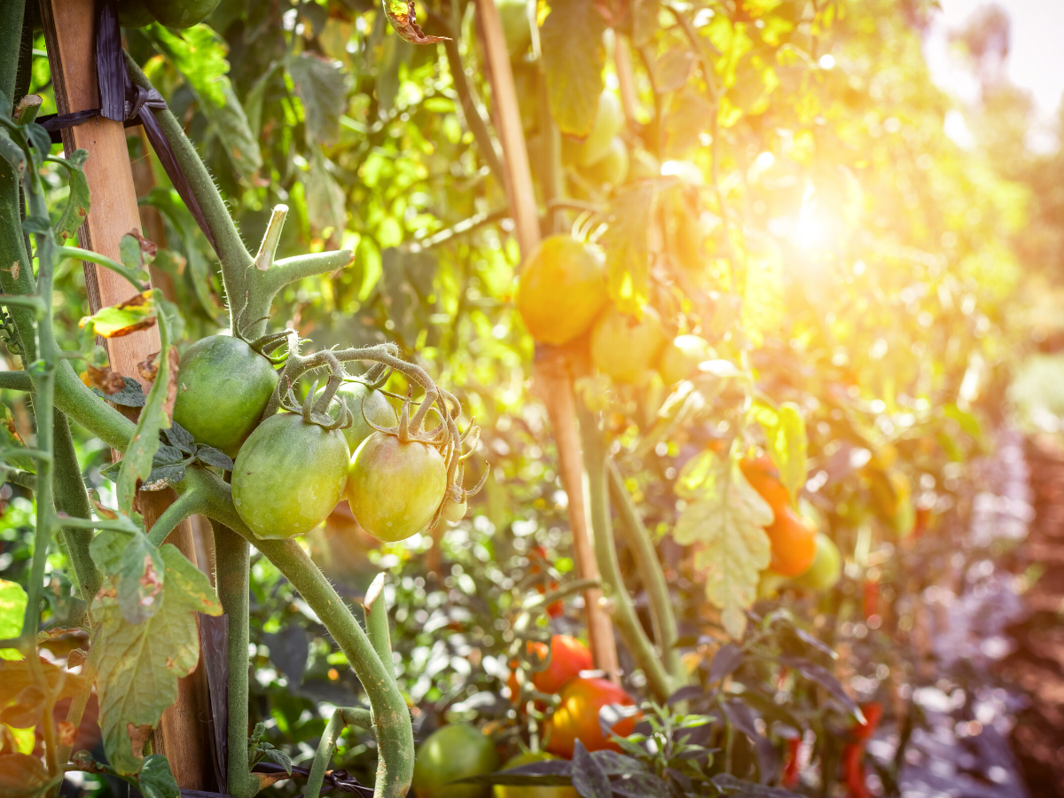 Fresh Foods